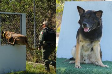 Willie y Manny de la Unidad Canina K-9 de la Polícia de Tijuana...